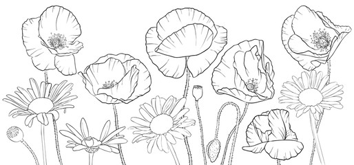 vector drawing poppies and daisy flowers