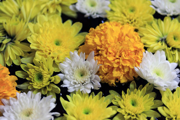 Closeup yellow marigold flower with white and yellow dandelions floating on the water in the flat pottery water.