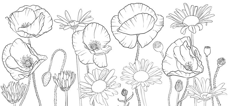 vector drawing poppies and daisy flowers
