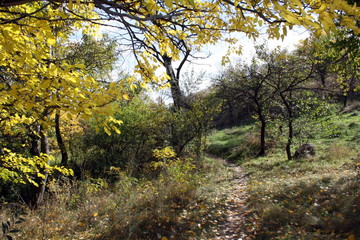 Obraz premium Colorful autumn landscape on a sunny day