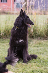 portrait of belgium shepherd dog type groenendeal living in belgium