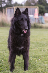 portrait of belgium shepherd dog type groenendeal living in belgium