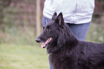 portrait of belgium shepherd dog type groenendeal living in belgium