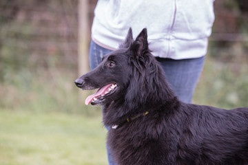 portrait of belgium shepherd dog type groenendeal living in belgium