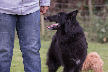 portrait of belgium shepherd dog type groenendeal living in belgium