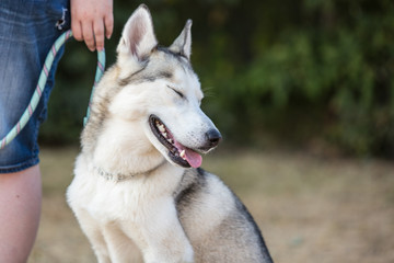 portrait of siberian husky dog living in belgium
