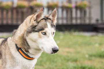 portrait of siberian husky dog living in belgium