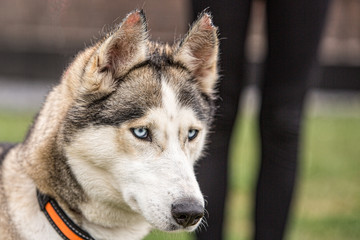 portrait of siberian husky dog living in belgium