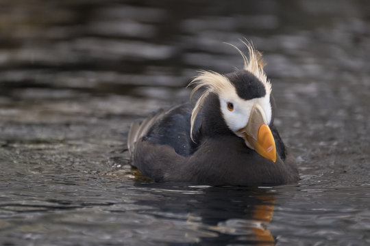 Horned Puffin, Alaska Sealife Center