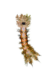 Raupe auf einem Blatt