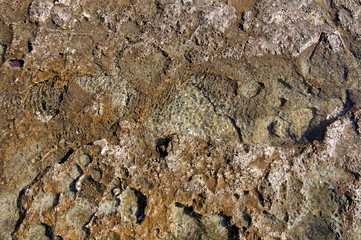 Surface of sea stone, structure, texture. Background