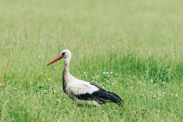 A white stork walking on a field with fresh green grass