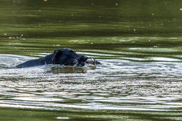 Fototapeta premium Big black dog swims in a water in a lake with a wooden stick