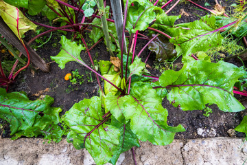 Detail of unripe beet growing from the earth in a greenhouse on a summer