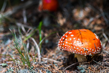 A beautiful but highly poisonous red mushroom with white points commonly known as fly agaric or fly amanita