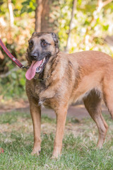 Portrait of belgium shepherd dog living in belgium