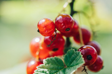 Ripe redcurrant growing on the branch of a bush. Beautiful color grading