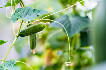 Detail of small unripe cucumbers growing in a greenhouse on a summer