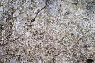 Surface of sea stone, structure, texture. Background