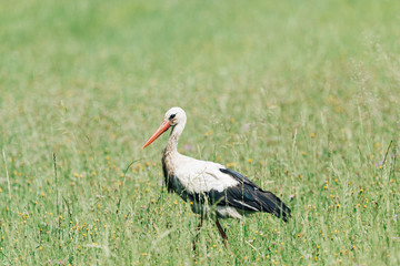 A white stork walking on a field with fresh green grass