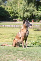 Portrait of belgium shepherd dog living in belgium