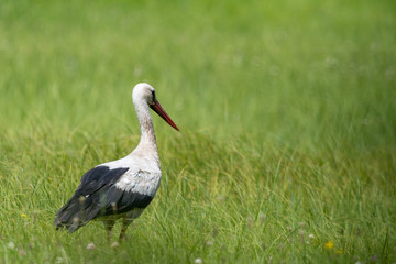 A white stork walking on a field with fresh green grass