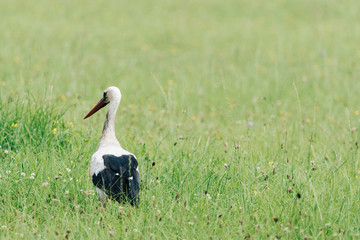 A white stork walking on a field with fresh green grass