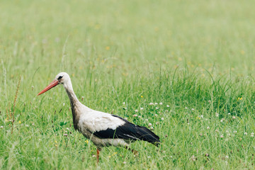 A white stork walking on a field with fresh green grass