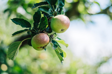 Red apples growing on an apple tree