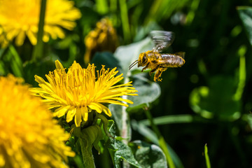 Small yellow bee pollinating a white spring blossom. Caught in a flight.