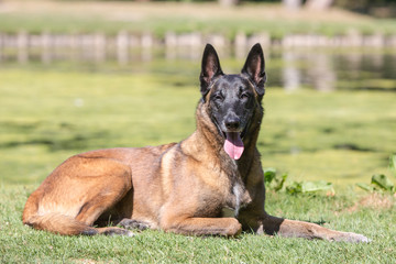 Portrait of belgium shepherd dog living in belgium
