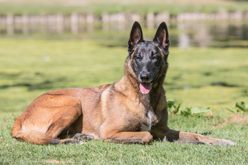 Portrait of belgium shepherd dog living in belgium