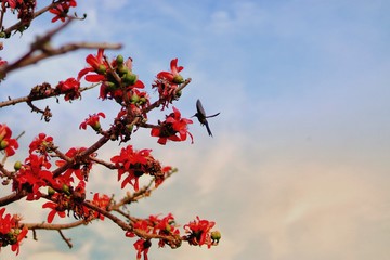 The Hummingbird