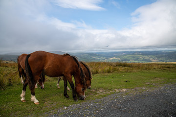 Wild horses grazing on the Welsh Countryside in Brecon Beacons, Wales