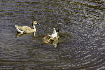 Fototapeta premium duck