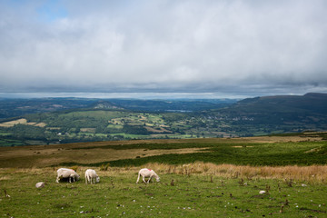 Obraz premium Sheep and Lambs at the Welsh Countryside in Brecon Beacons, Wales