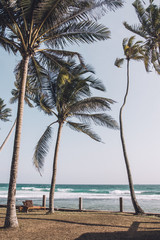 Plakat beautiful scenery of a palm tree