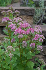 sedum