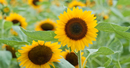 Fototapeta na wymiar Sunflower field farm