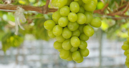 Green grape farm
