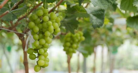 Green grape meadow farm