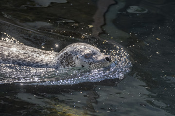 Obraz premium Foka Portowa Zbliżenie Dwa, Alaska Sealife Center