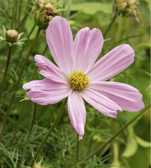 Obraz premium Pink Flower