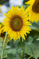Obraz premium Sunflower natural background, sunflower blossom. A beautiful sunflower field as background natural greenery plants landscape.