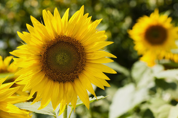 Fototapeta premium Sunflower natural background, sunflower blossom. A beautiful sunflower field as background natural greenery plants landscape.