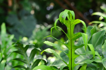 Fototapeta na wymiar A freshness area of green fern leaves