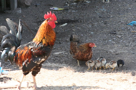 Gallo Gallina Pollitos