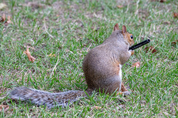 London Grey Squirrel holding a pen on the ground in St. James's Park