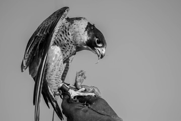 Peregrine Falcon