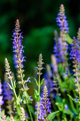Sage blooms beautifully